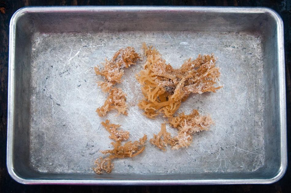 Dried Irish Moss on a baking tray.