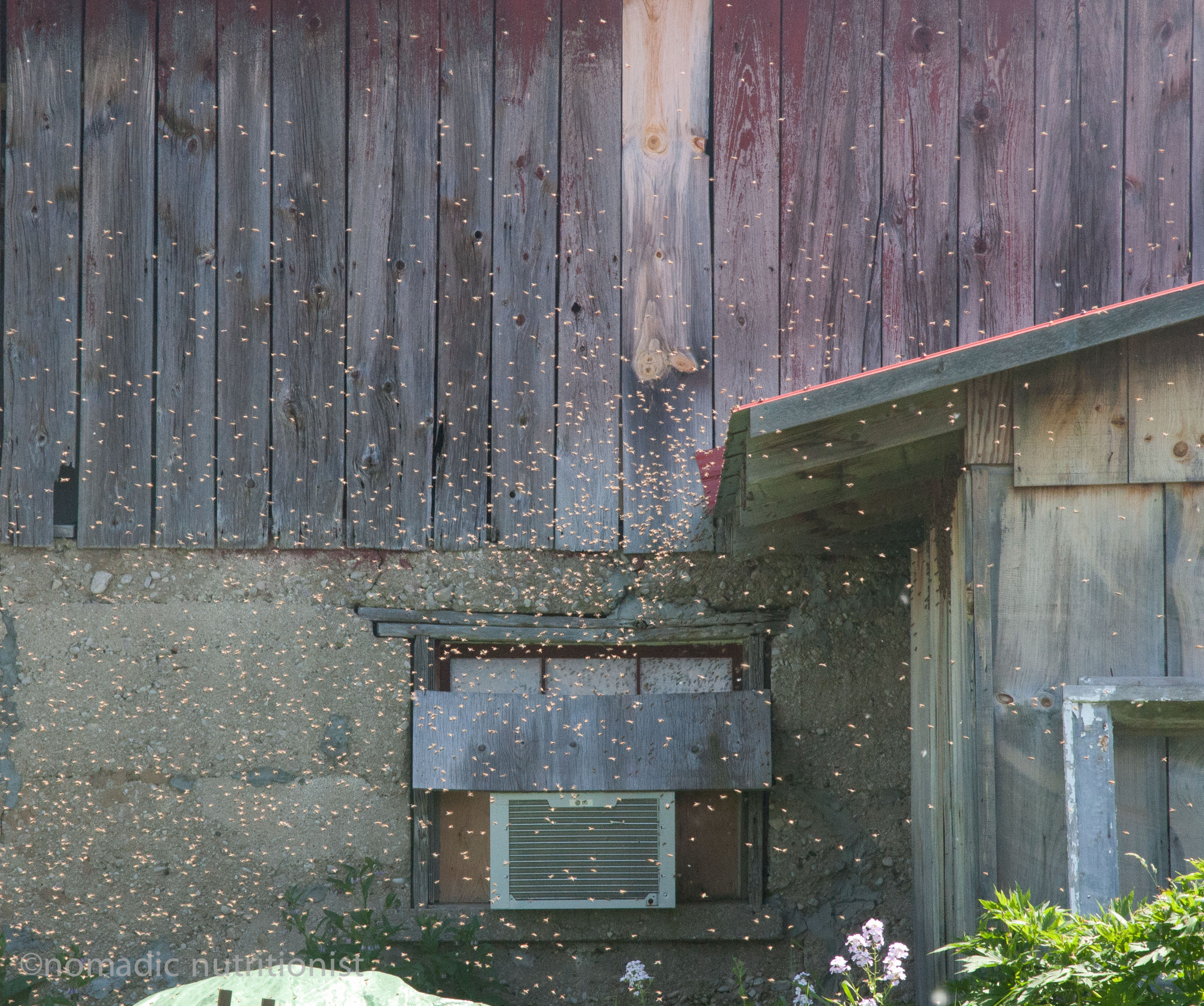 CultivatingOpportunities_bees
