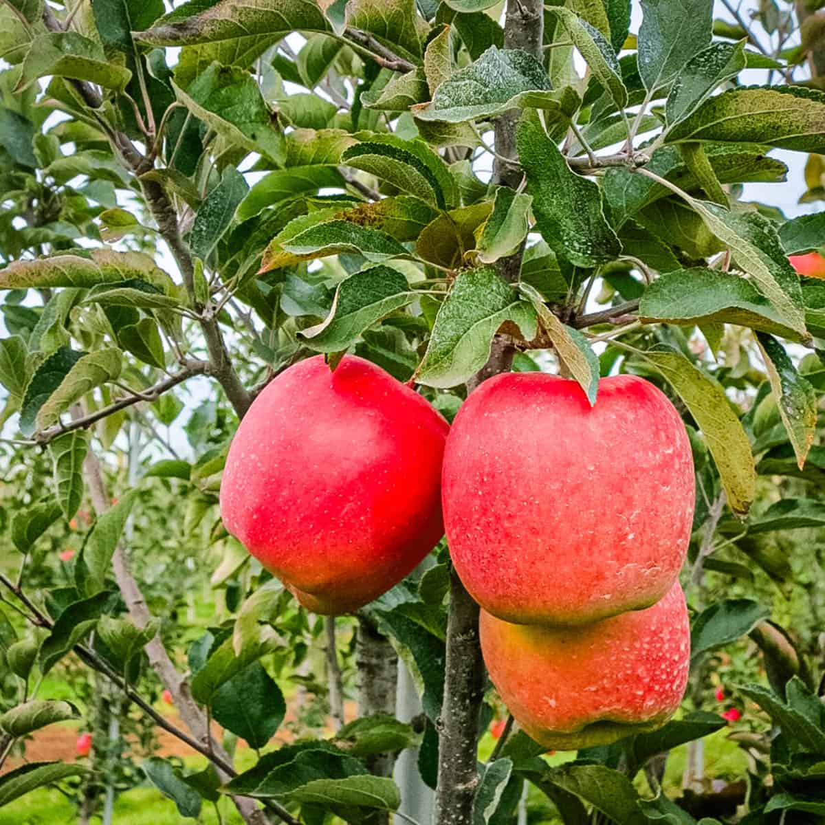 Apple Growers Tour in Ontario