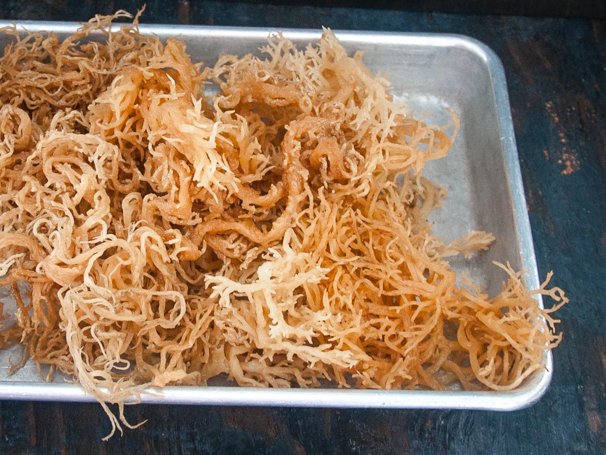 Rinsed Irish Moss on a baking tray.