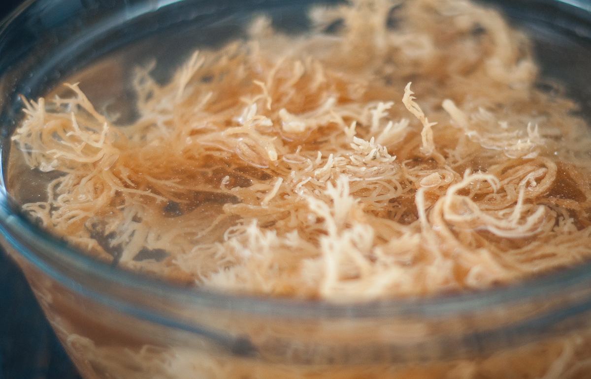 A close up of dried Irish Moss soaking in a bowl of water