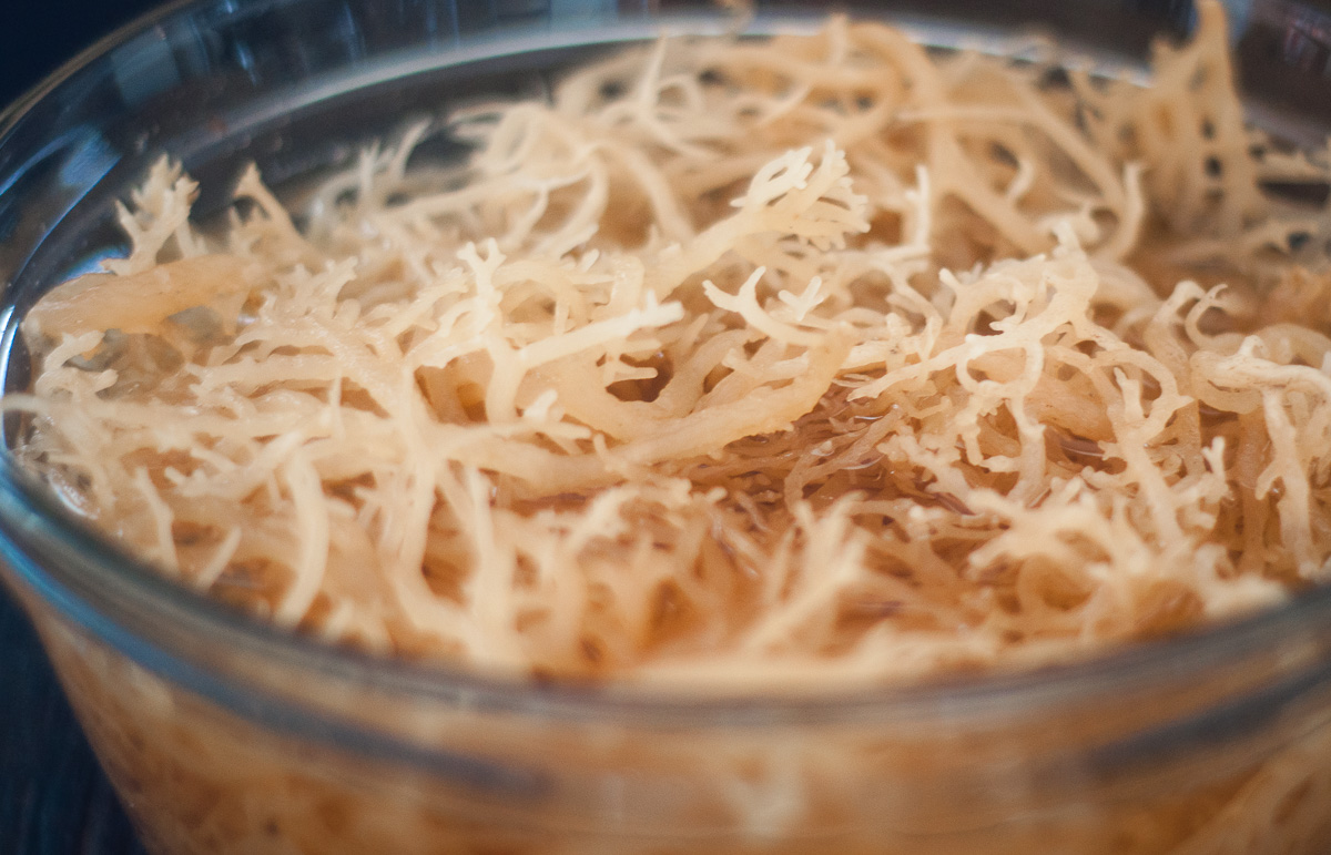 A close up of soaked Irish Moss in a bowl of water