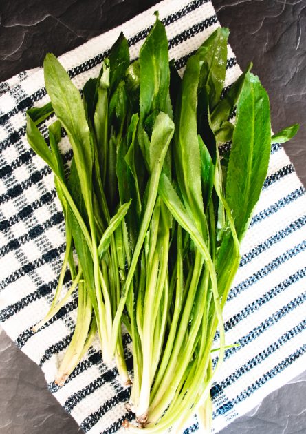 Bunches of culantro
