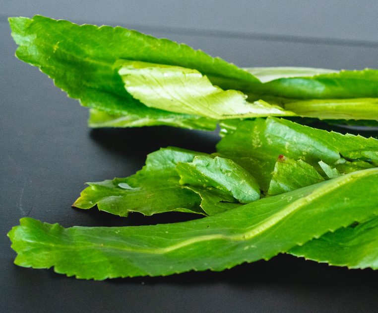 Close up of the serrated edges of stalks of culantro.