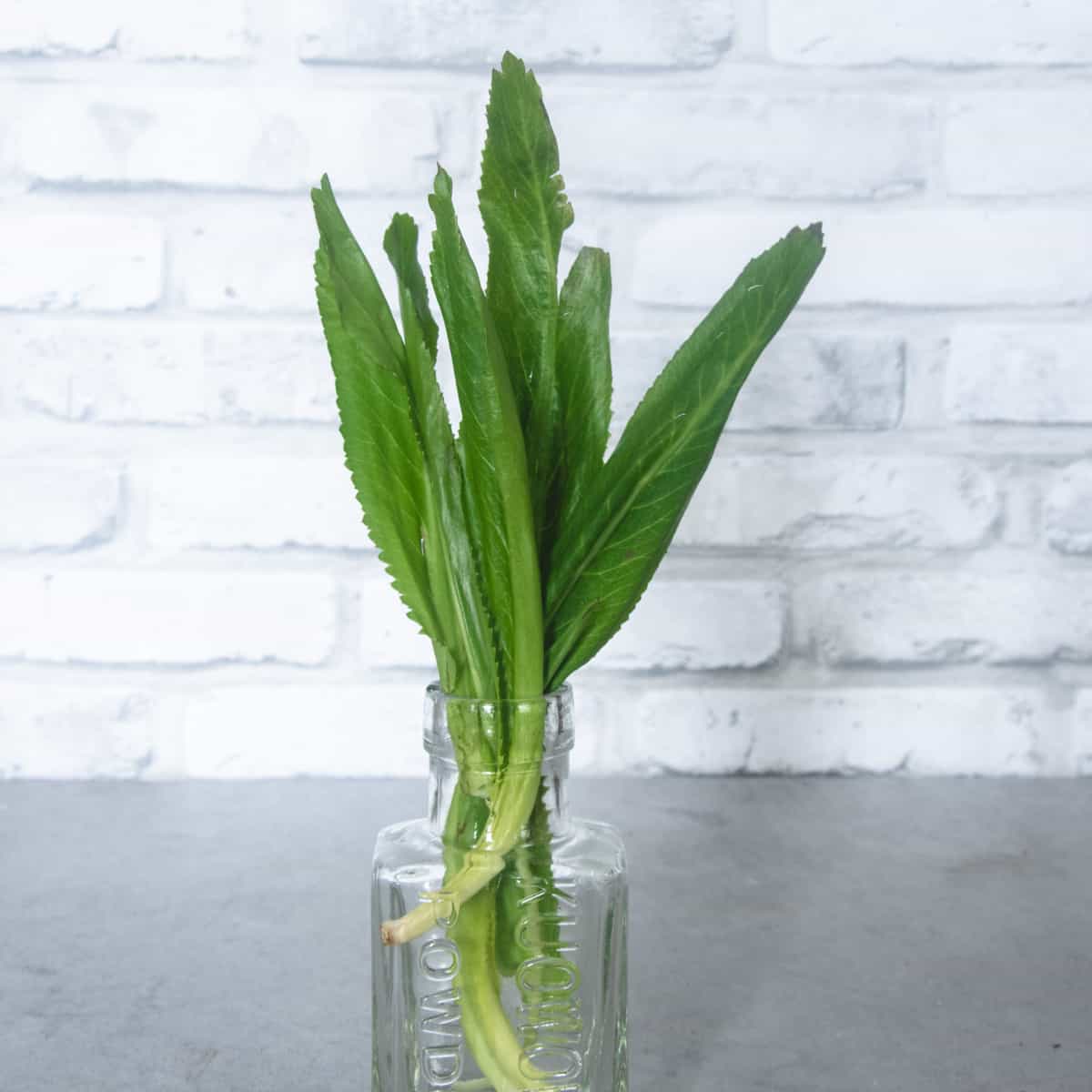What is Culantro? Learn about this Caribbean Herb