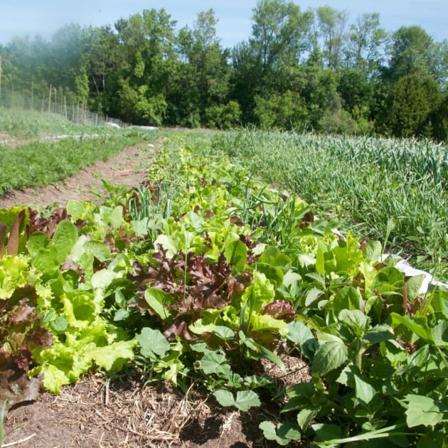 Spring Harvest with Cultivating Opportunities