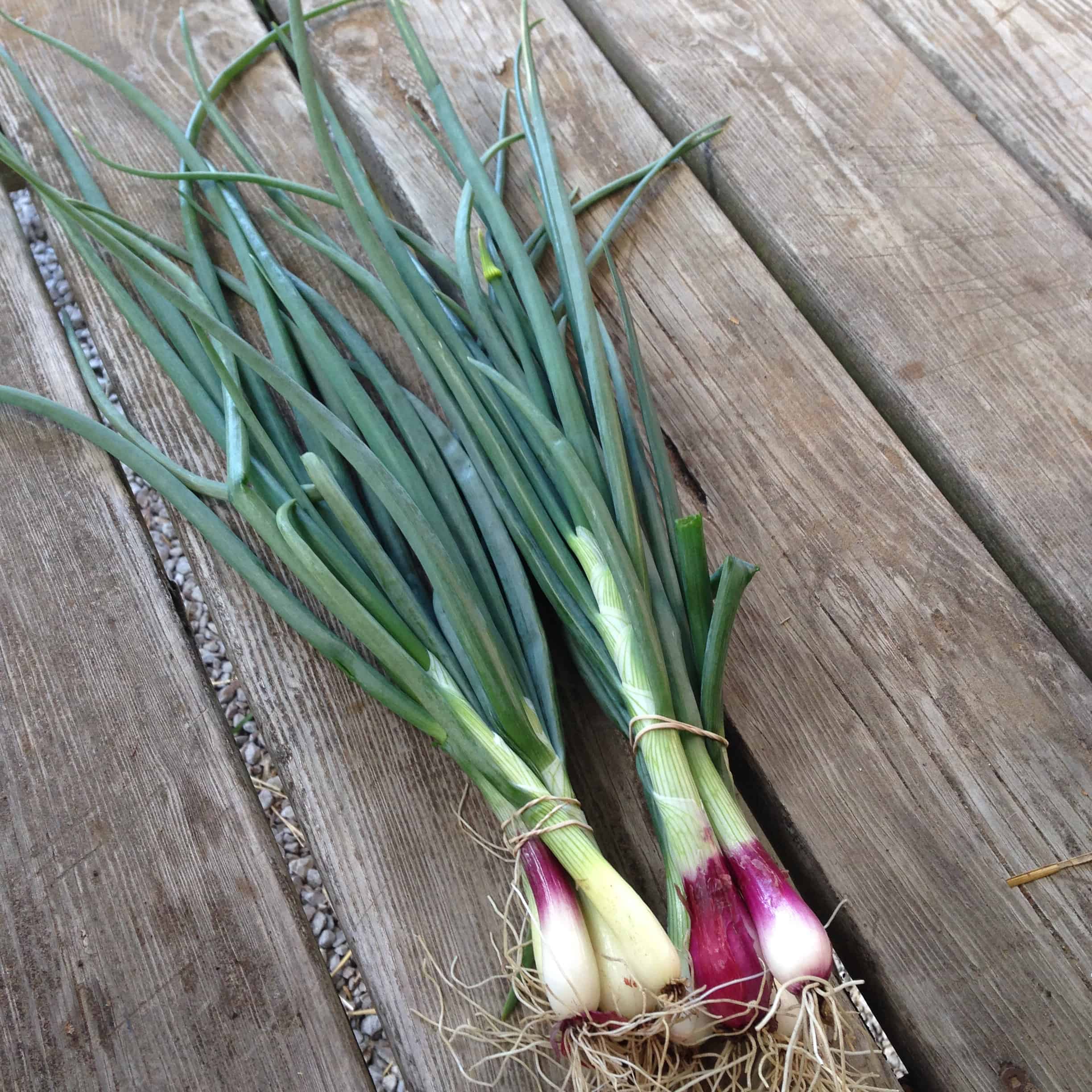 2 bundles of freshly picked green onions at Cultivating Opportunities farm