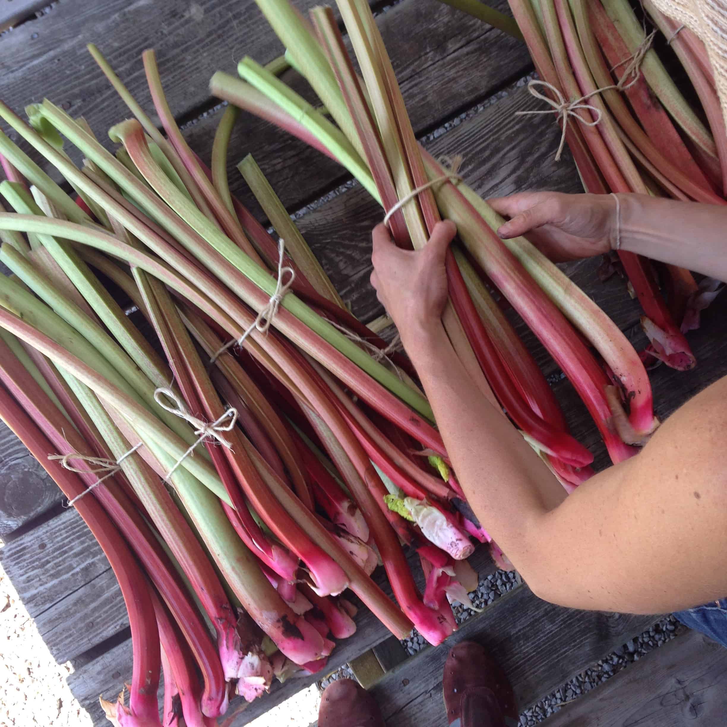 Freshly picked bundles of rhubarb at Cultivating Opportunities farm