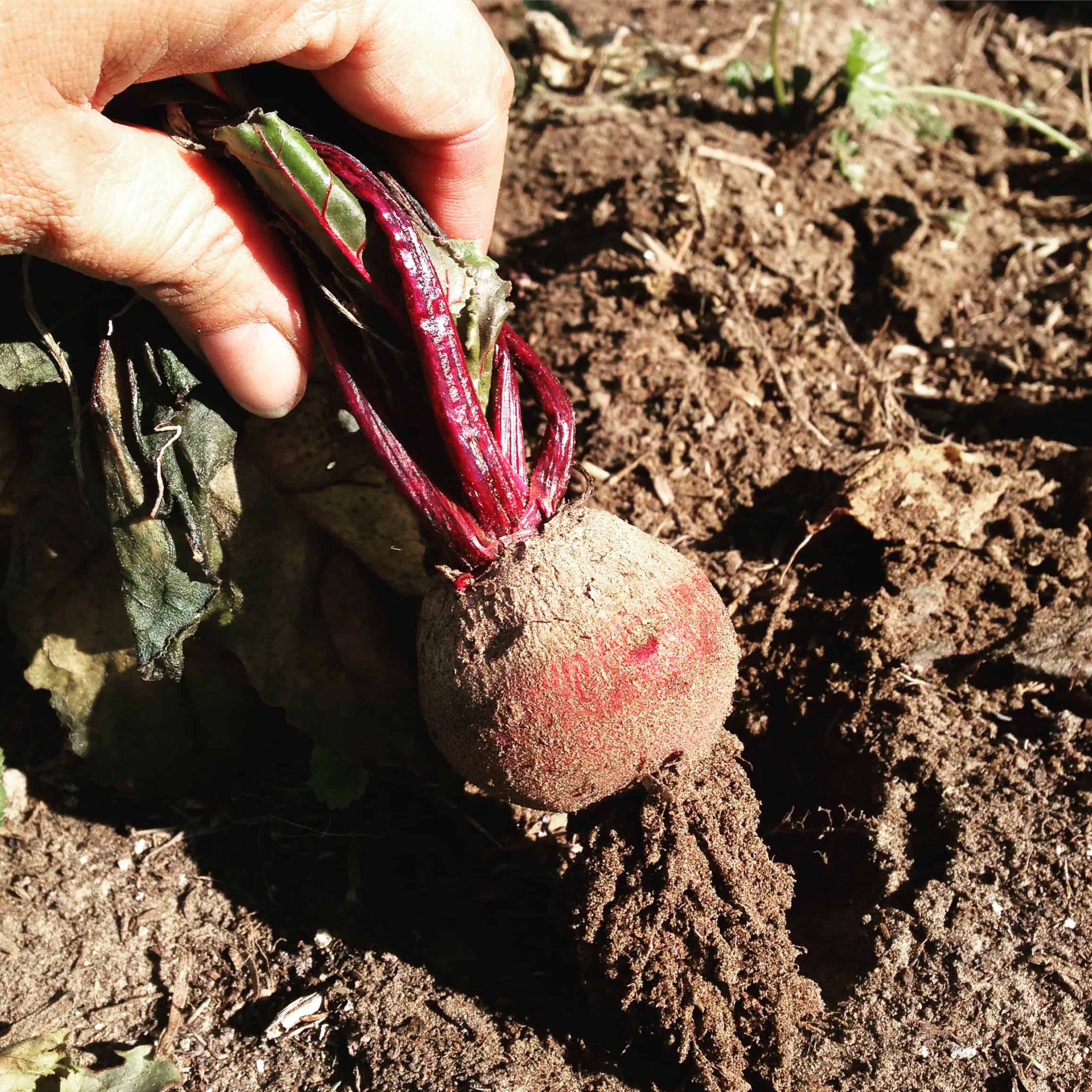 Close up of a beet being harvested from the ground at Cultivating Opportunities farm
