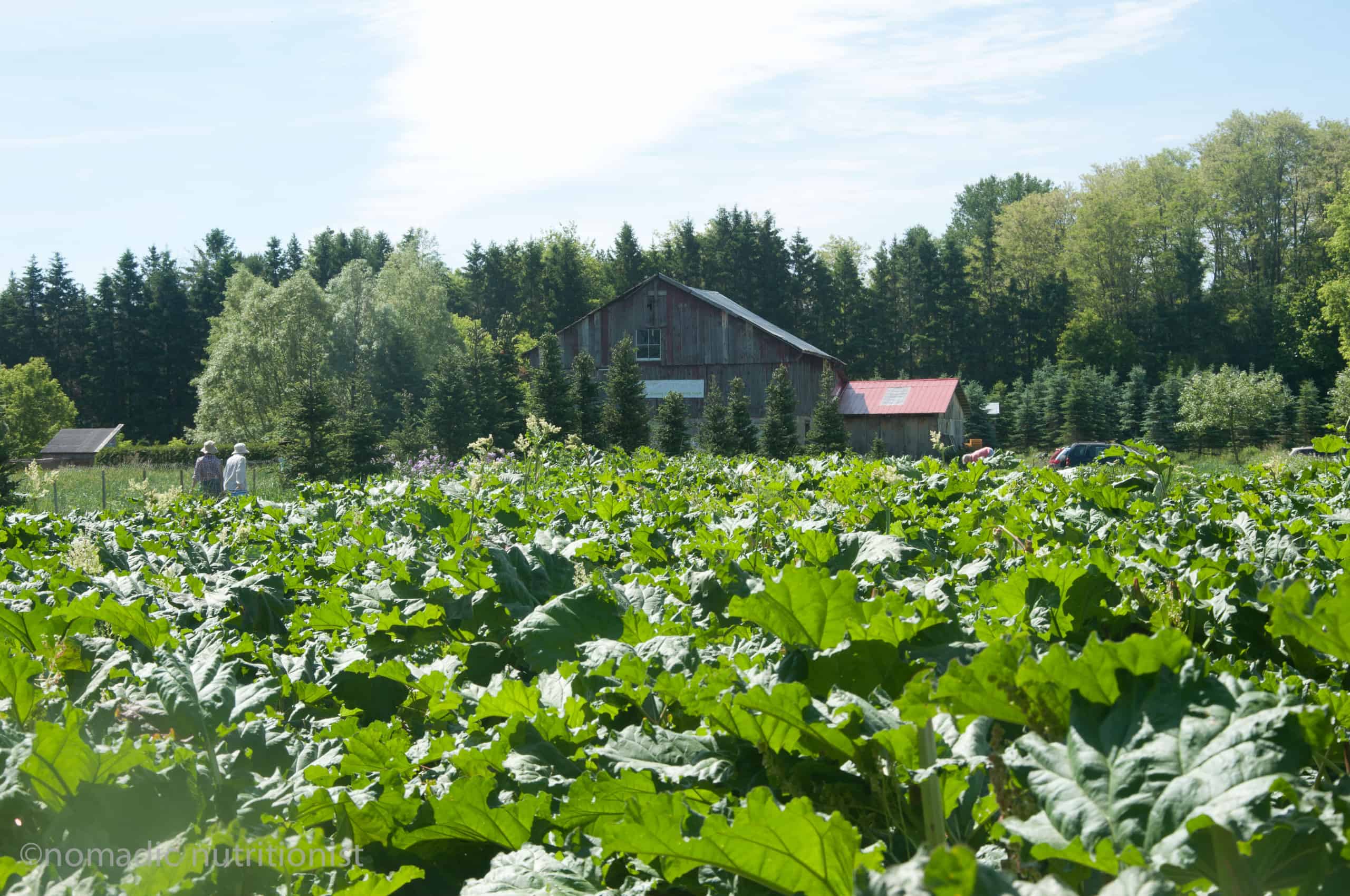 Green fields at Cultivating Opportunities farm